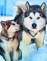 Лайка и ее щенок на снегу