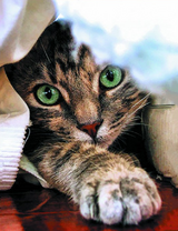 Игривый зеленоглазый котёнок