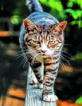 Полосатый котик с оборванным ушком