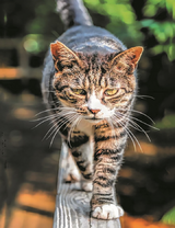 Полосатый котик в солнечных лучах