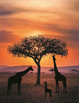 Семейство жирафов на фоне заката