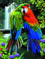 Два влюблённых попугая ара