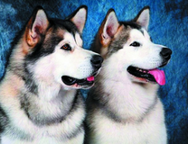 Две довольные хаски