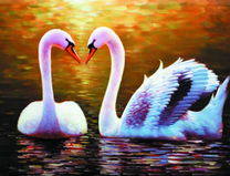 Влюбленность лебедей
