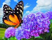 Бабочка на цветке гортензии