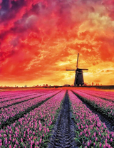 Яркий закат над тюльпанным полем