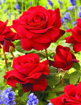 Насыщенные красные розы