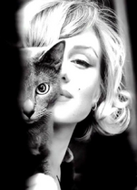 Серая кошечка и Монро