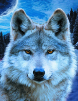 Пушистый волк вночи