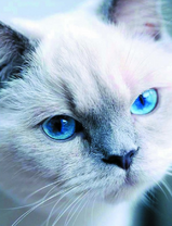 Кошечка с ясно голубыми глазами