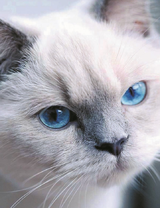 Серьезный голубоглазый кот