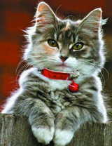 Котик с красным колокольчиком