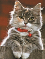 Пушистая кошечка с красным ошейником