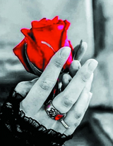 Красная роза в руках девушки