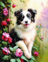 Бордер-колли среди роз