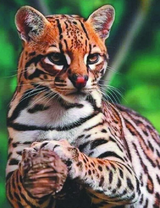 Молодой ягуар