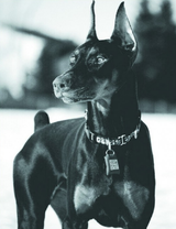 Грозный черный пёс