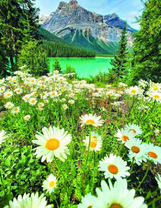 Ромашковая поляна на фоне горного озера