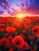 Маки и лучи солнца