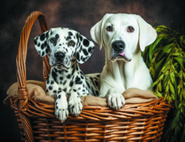 Два милых пса в корзине