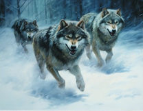 Злые волки в зимнем лесу