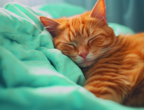 Сладкий рыжий котик