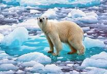 Белый мишка на льдине