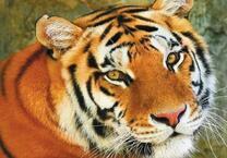 Тигр с желтыми глазами