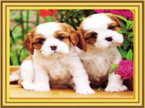 Два кудрявых щеночка и цветы