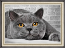 Большой серый кот с красивыми глазами