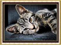 Серый полосатый котёнок