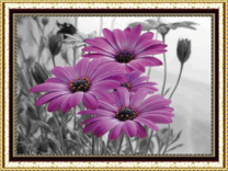 Три красивых фиолетовых цветочка