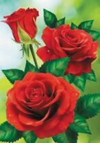 Насыщено-красные розы