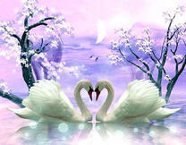 Пара лебедей под луной и цветущей сакурой