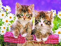 Котятки в корзинке на фоне ромашек