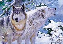 Два больших волка в зимнем лесу