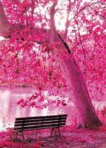 Лавочка под красным деревом у озера