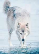 Белый волк у воды