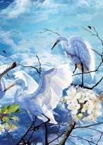 Белые аисты на цветущей яблоне