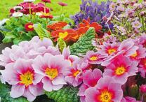 Цветы на летней лужайке