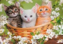 Корзинка с тремя котятами