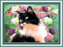 Черно-белая кошка, розы и бабочки