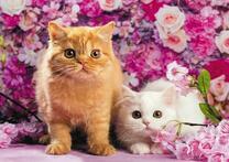Два котенка на фоне цветущих роз