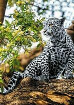 Снежный барс на дереве