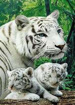 Белая тигрица с тигрятами