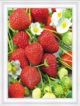 Спелые ягоды и цветущая клубника