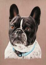 Милый французский бульдог