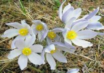 Нежные цветы в хвойном лесу