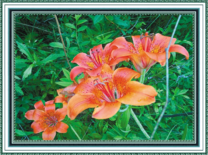 Цветущие в лесу лилии