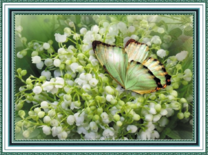 Белая бабочка на цветочках